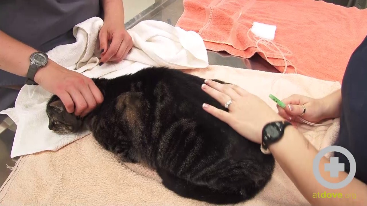 How to Give Subcutaneous Fluids to Your Pet