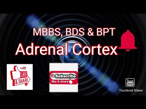 Adrenal cortex