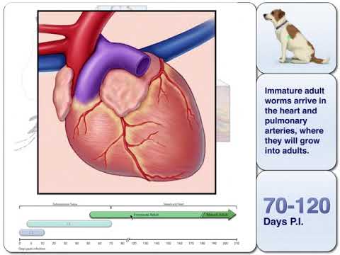 Heartworm Transmission