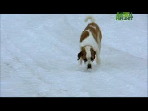 Dogs 101 - Saint Bernard