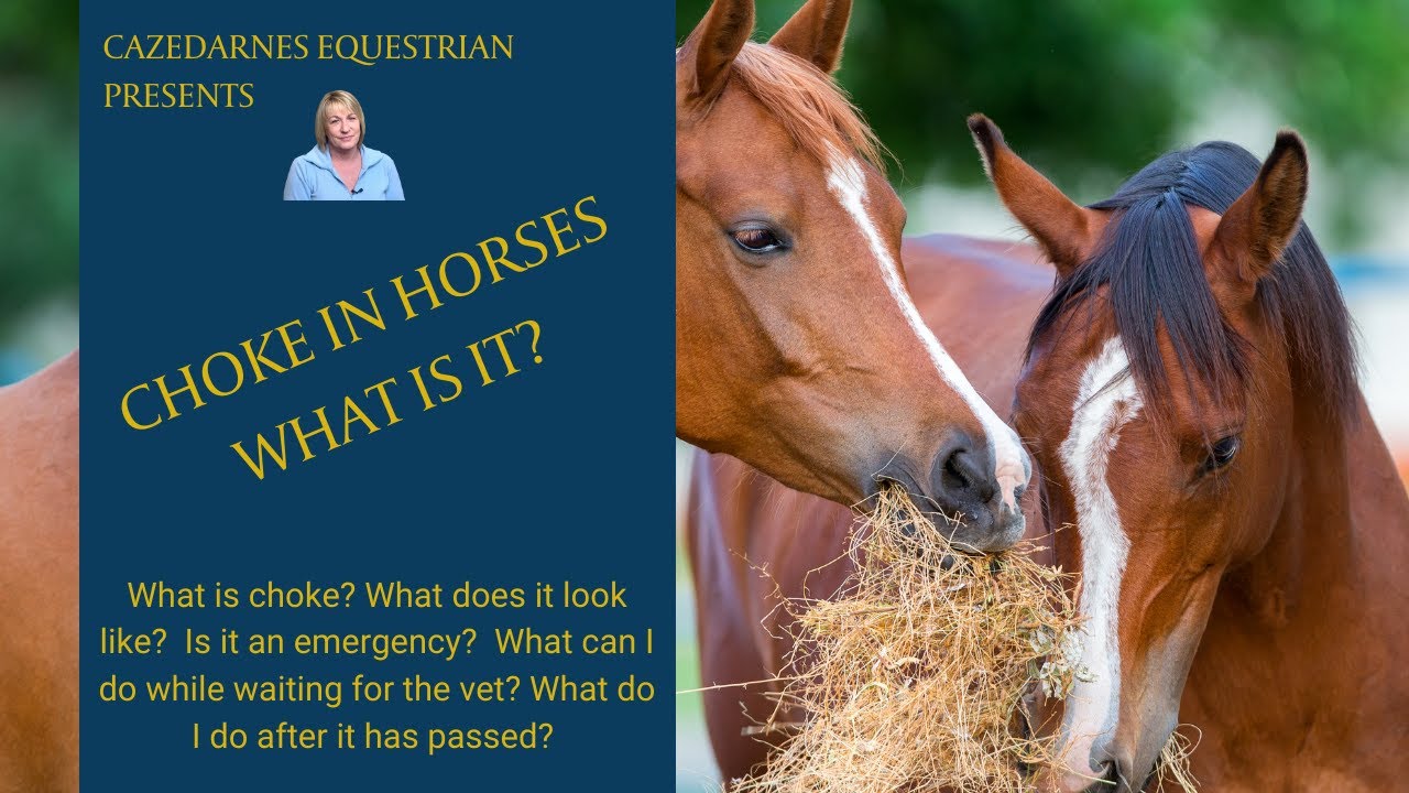 CHOKE IN HORSES