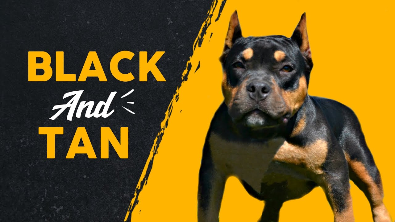 Top 10 Black & Tan Dog Breeds
