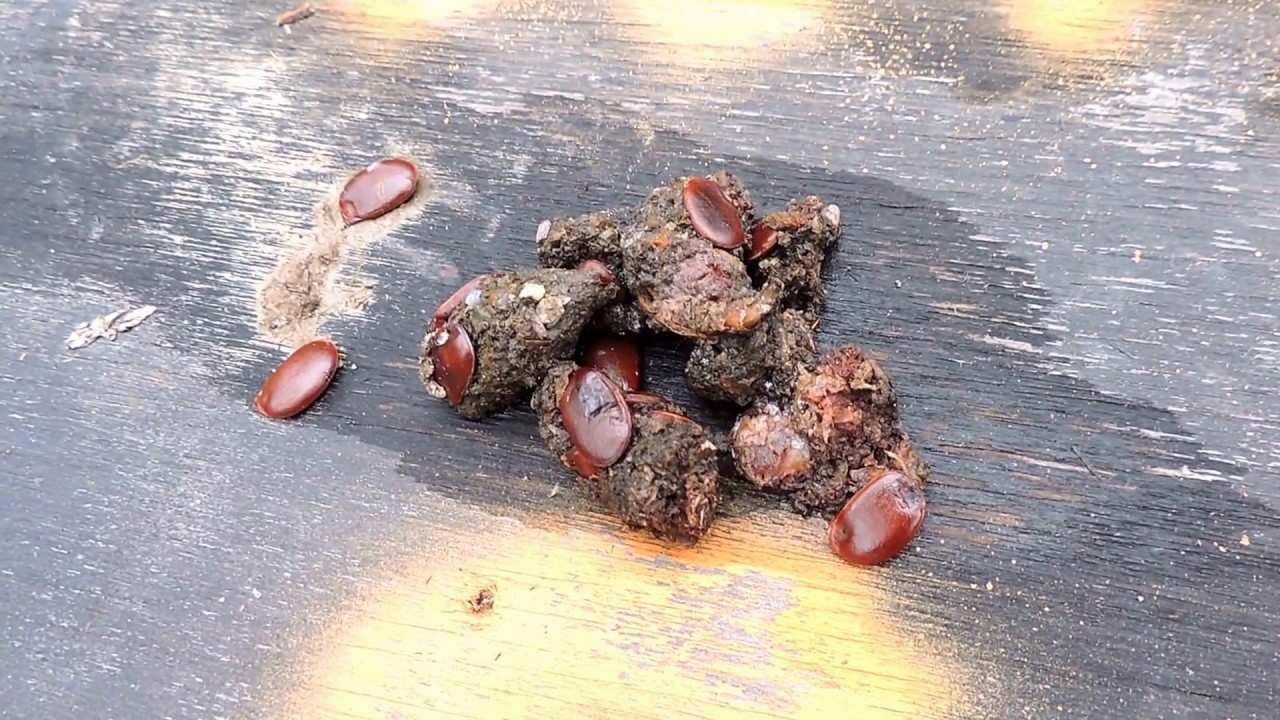 Capital Naturalist: Raccoon Scat on Snakeboard