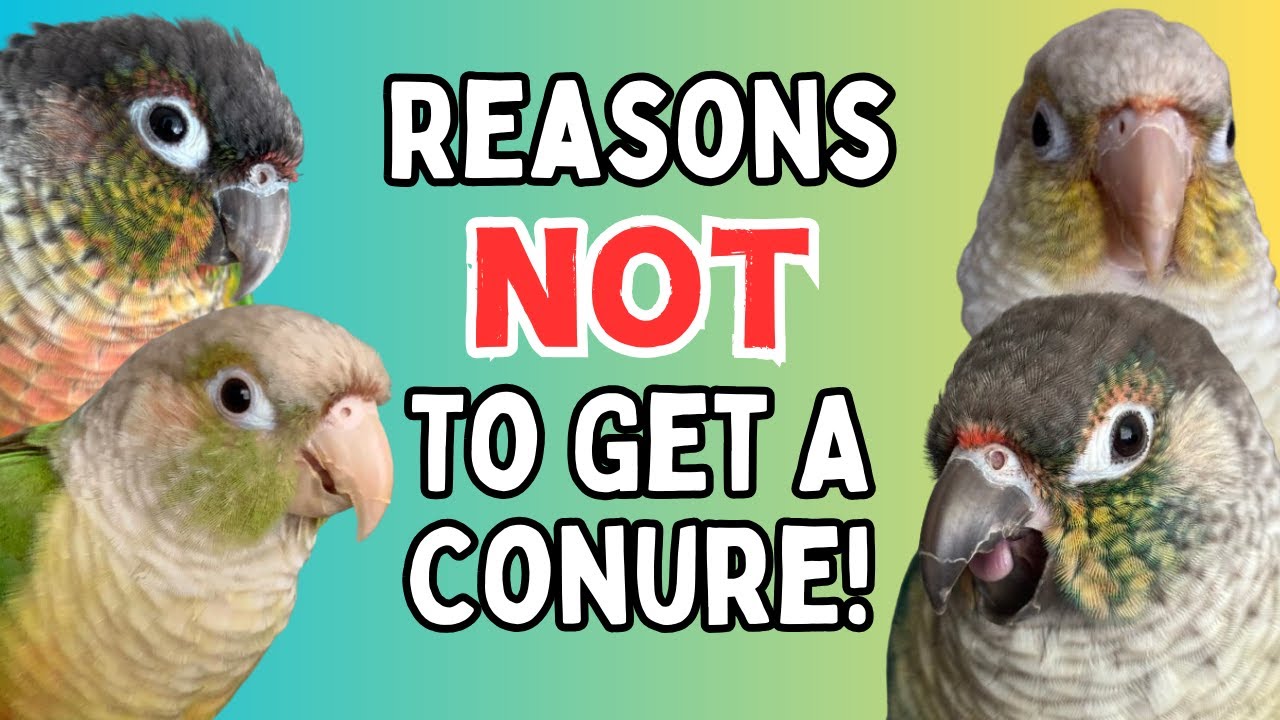 Green Cheek Conure Pets - Reasons NOT To Get A Green Cheeked Conure | TheParrotTeacher