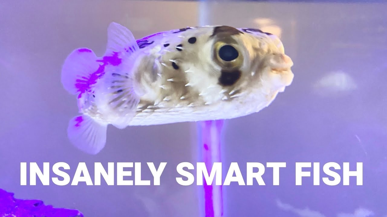 Insanely SMART Puffer Fish | Porcupine Puffer Fish | Diodon holocanthus
