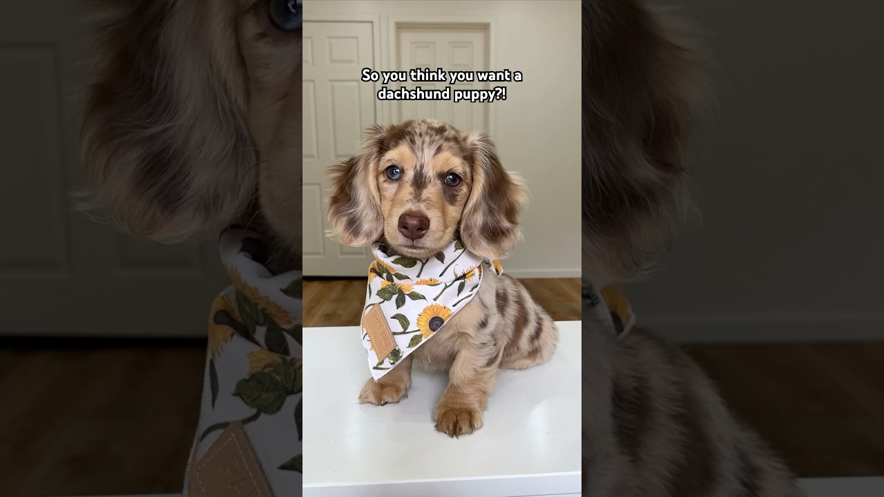 So you think you want a dachshund puppy?! #dachshund #wienerdog #puppy #shorts