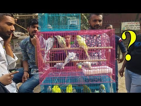 Frill back budgies price | Budgerigar,Love birds,cockatiel parakeet for sale