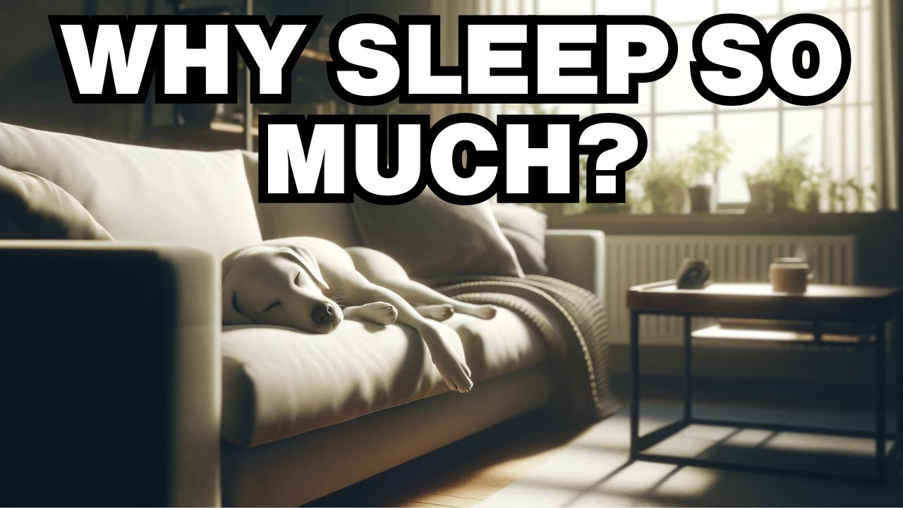 Why Do Dogs Sleep So Much? Explained