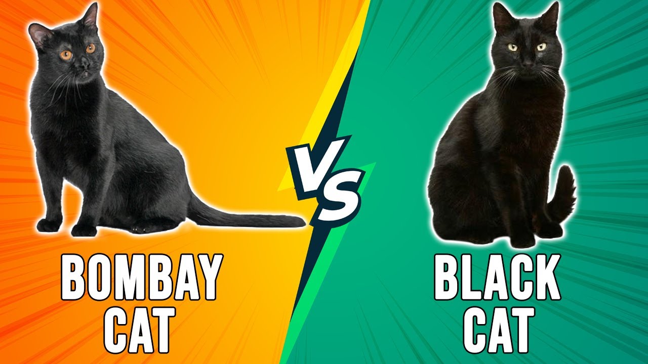 Bombay Cat vs Black Cat – Dissecting Their Differences (Which Is the Ultimate Pick?)