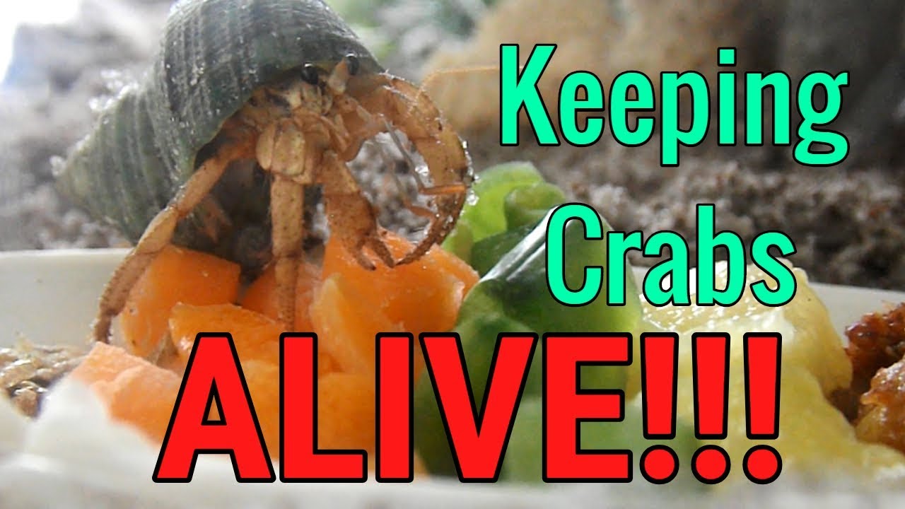 How to keep hermit crabs ALIVE!!!