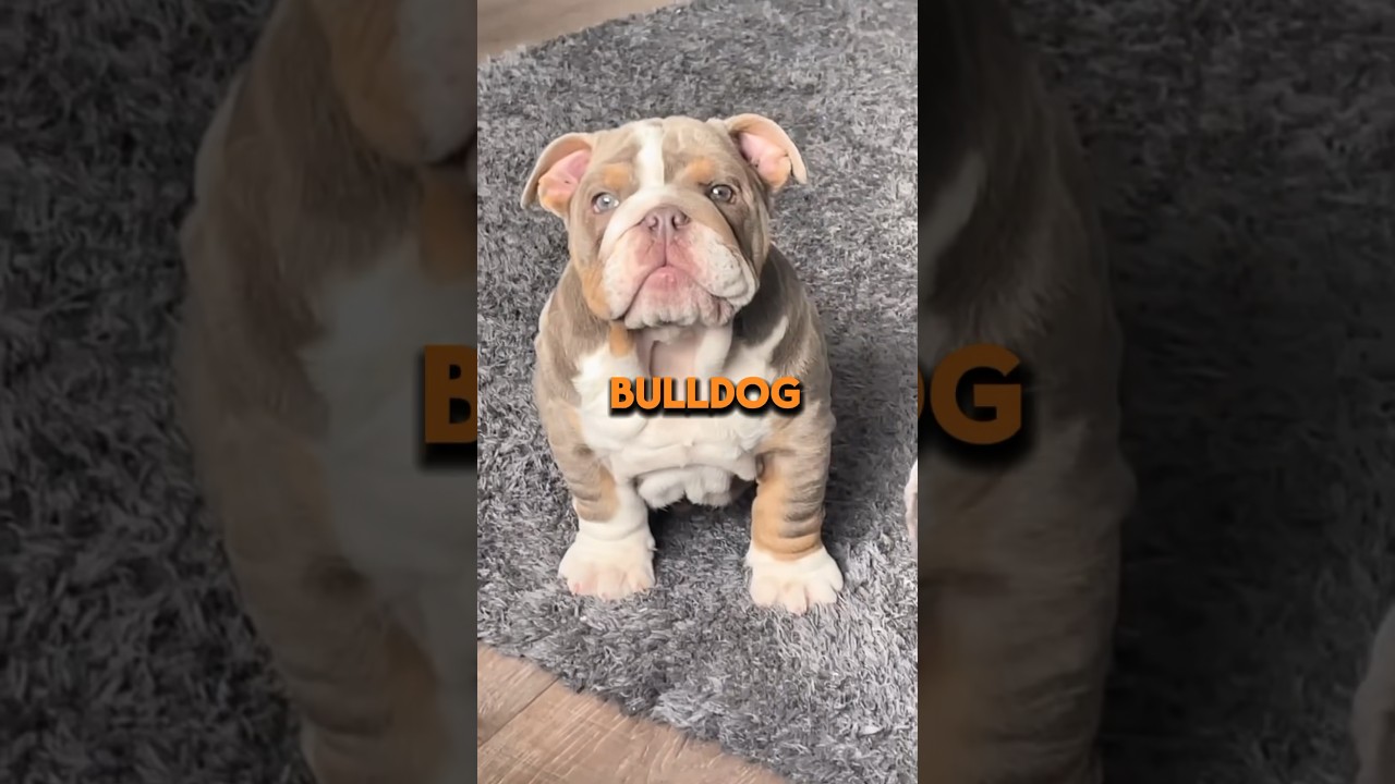 Top 3 bulldog breeds