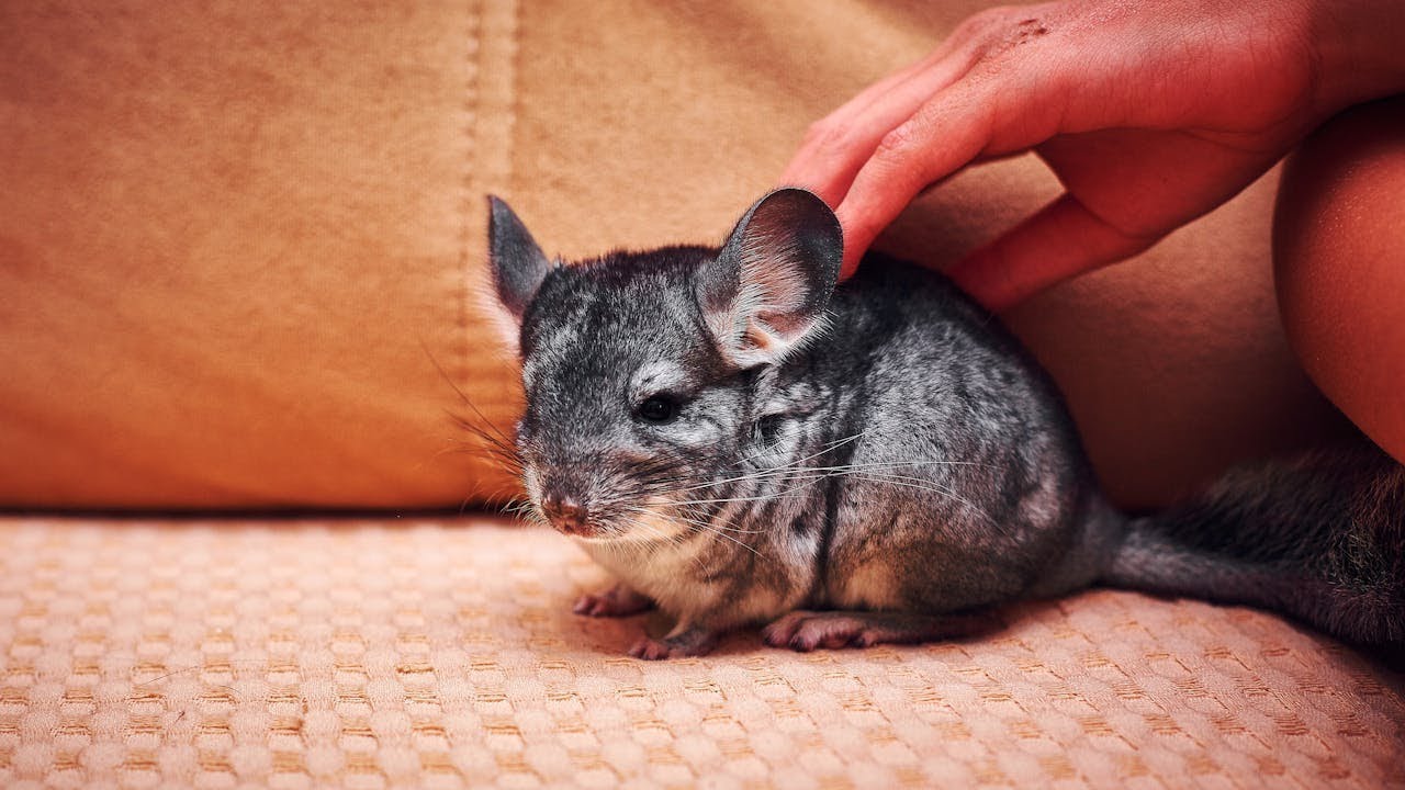How Long Do Chinchillas Live?🐭💕