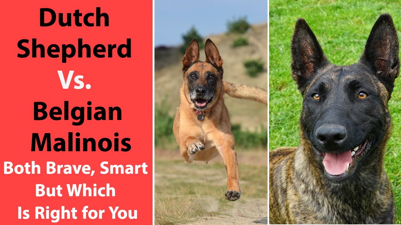 Dutch Shepherd Vs. Belgian Malinois: Both Brave, Smart - But Which Is Right for You