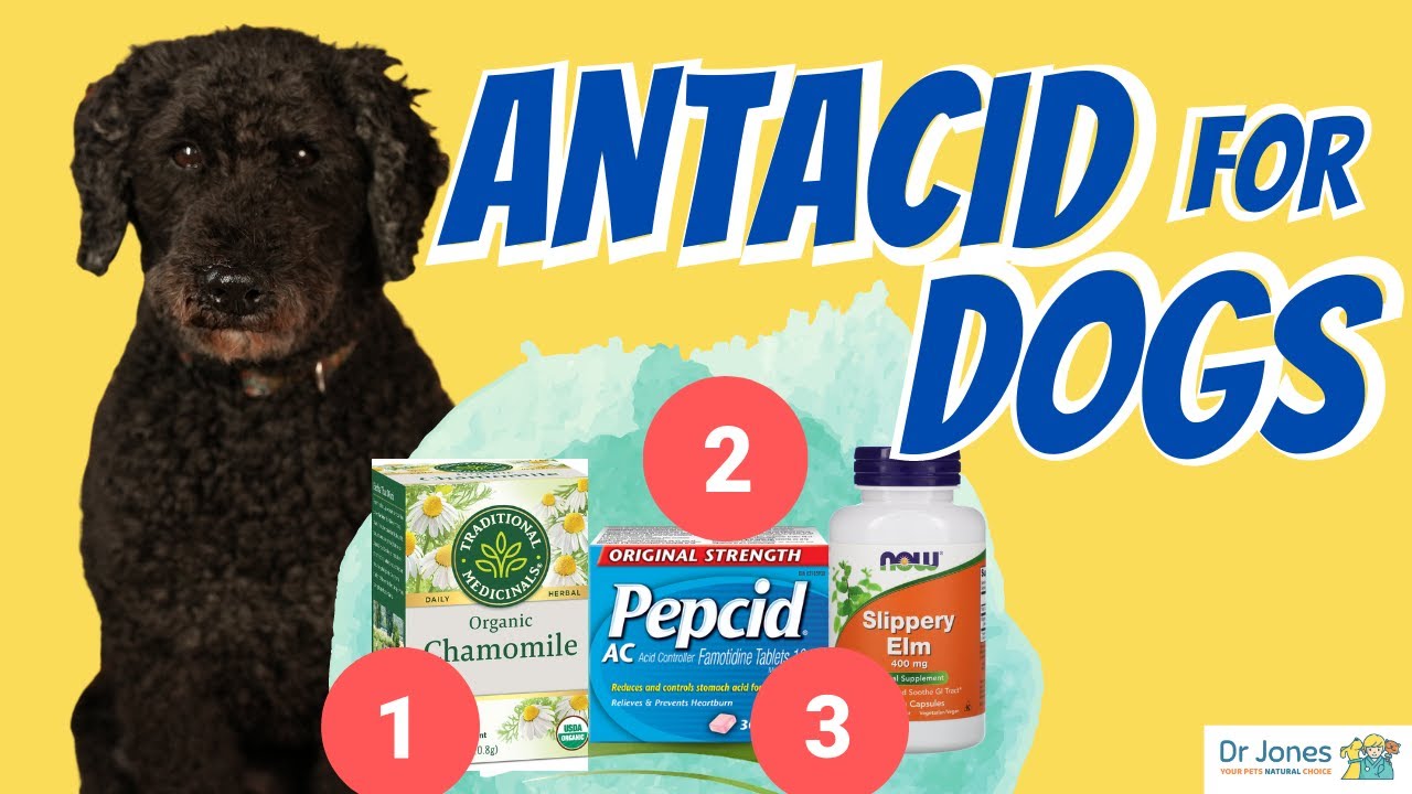 Acid Reflux in Dogs
