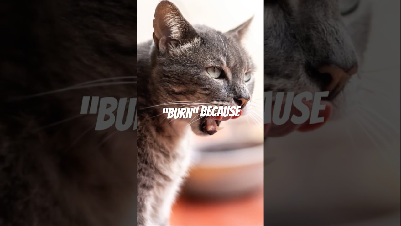 🌶️ Cats Can Taste Spice?! But It’s Not What You Think! #cat #pets