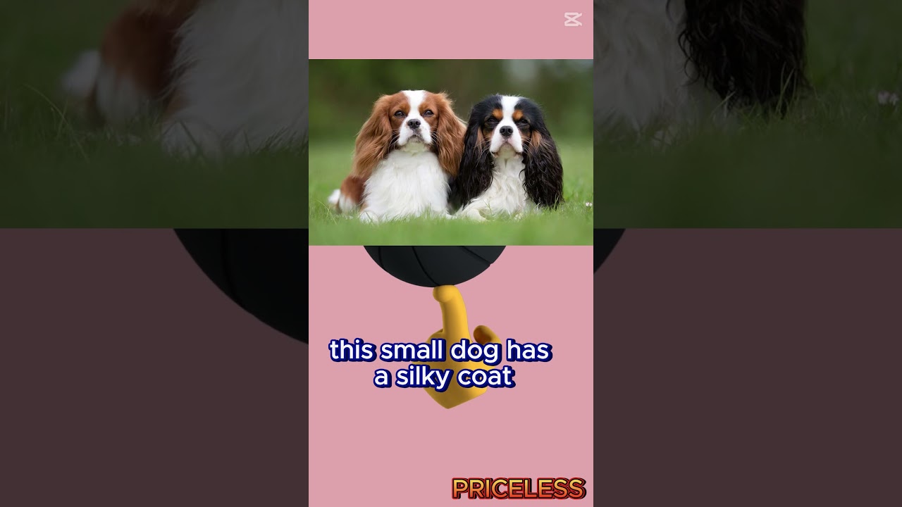Do You Know The Price of a  Cavalier King Charles Spaniel Dog? #expensive #luxurylife #luxurypets