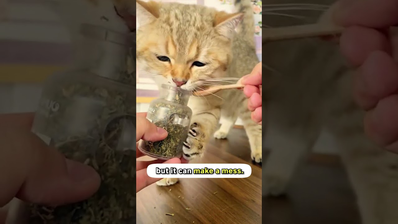 The Truth About Catnip For Cats! 💡