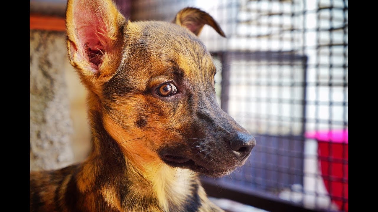 AMAZING! DOG RESCUED IN ITALY WITH WATER ON THE BRAIN!