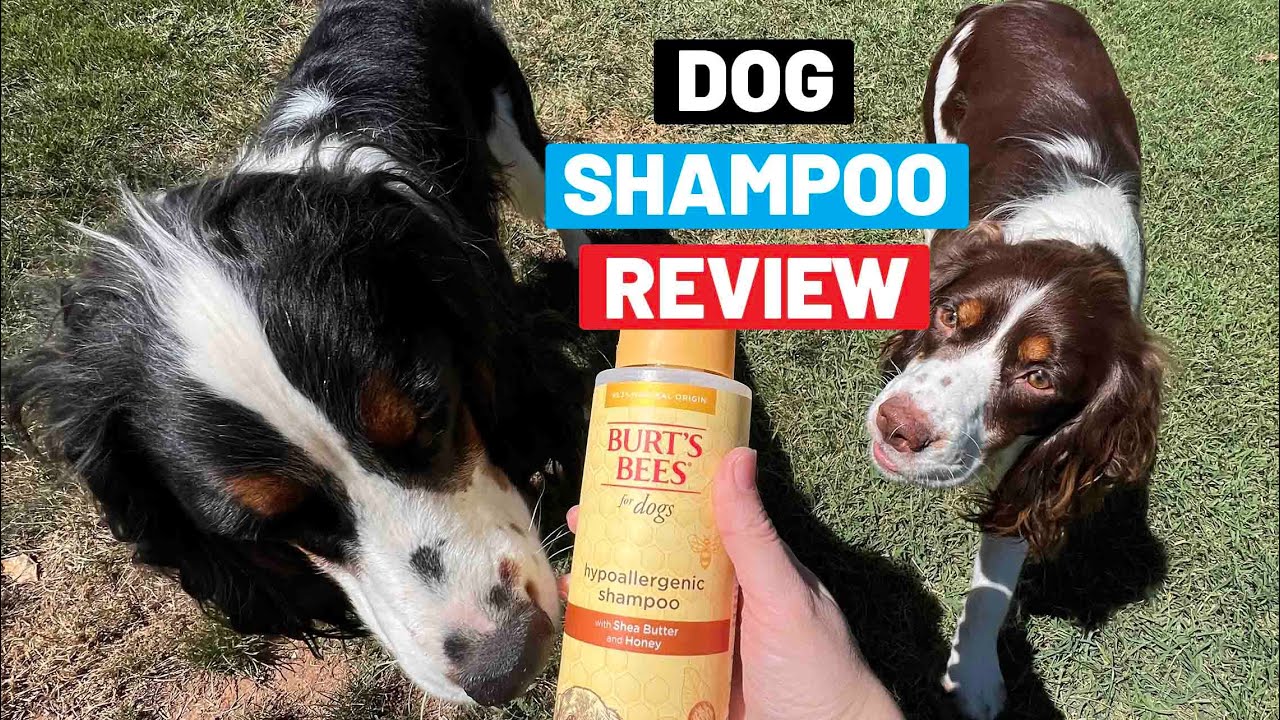 Burt's Bees Dog Shampoo Review