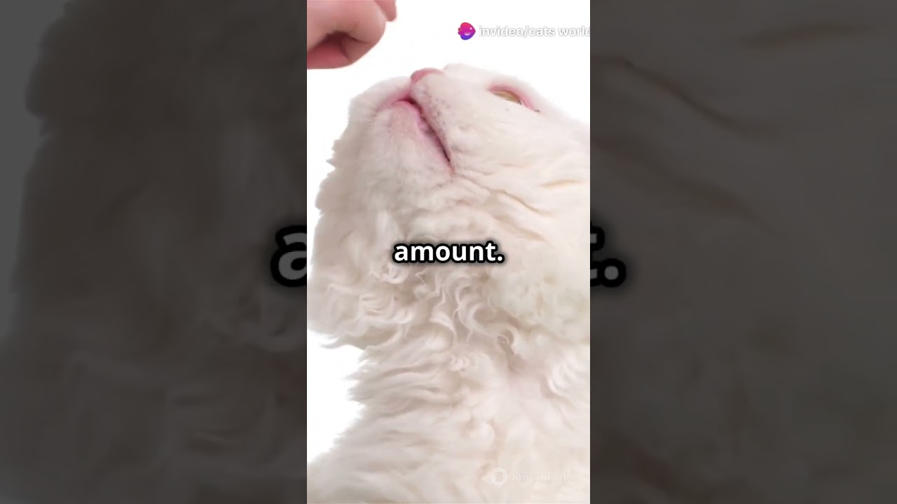 can cats eat ginger