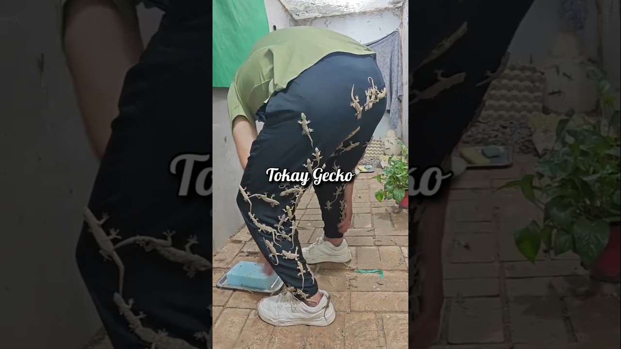 Why Geckos Are Farmed in China #shorts