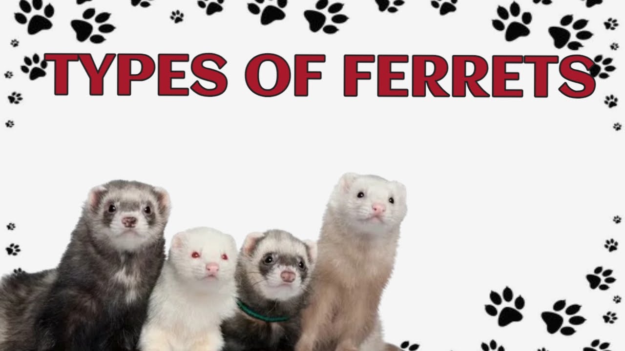 🐾 Discovering the Various Types of Ferrets!