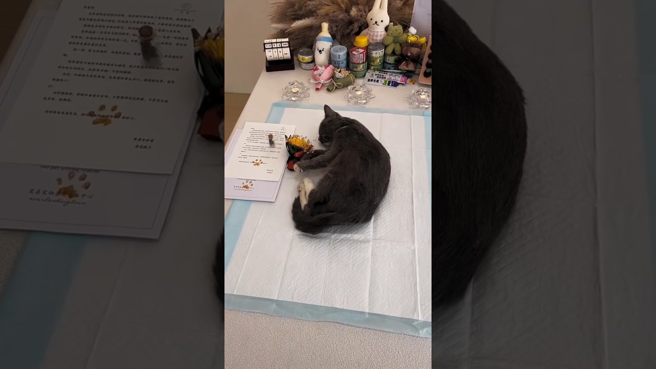 cremation of sweet cat🐱 #dog #pets #cremation #goodbye #rescuedog #catlover