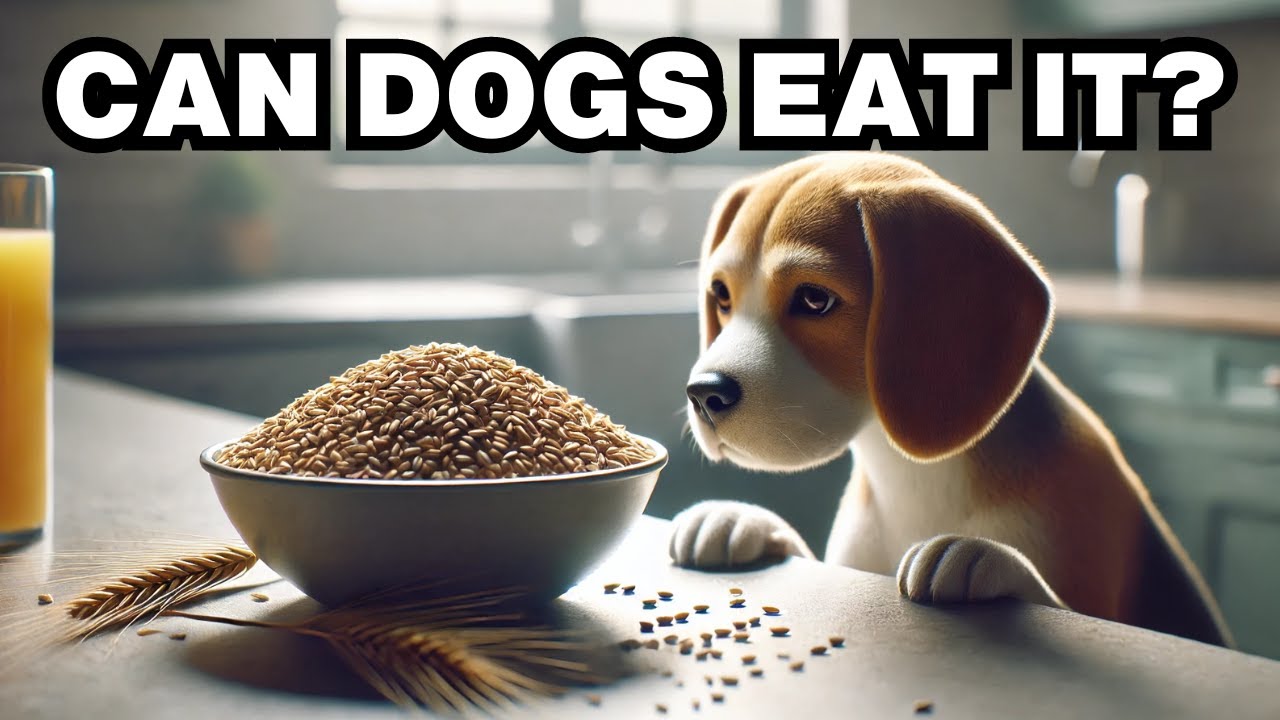 Can Dogs Eat Barley? Explained