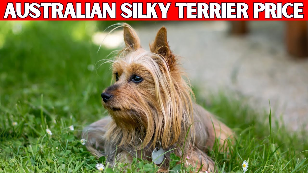 Australian Silky Terrier dog Price | How Much Does an Australian Silky Terrier Cost?