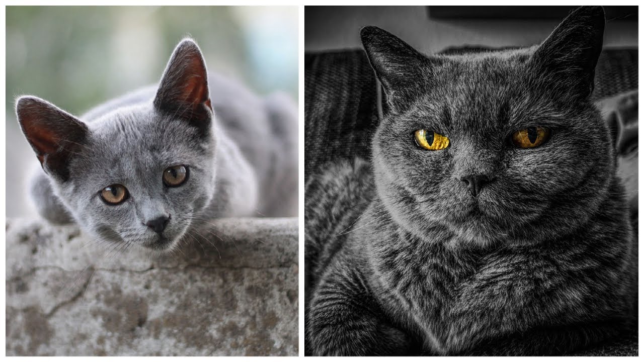 5 Breeds for Gorgeous Grey Cats