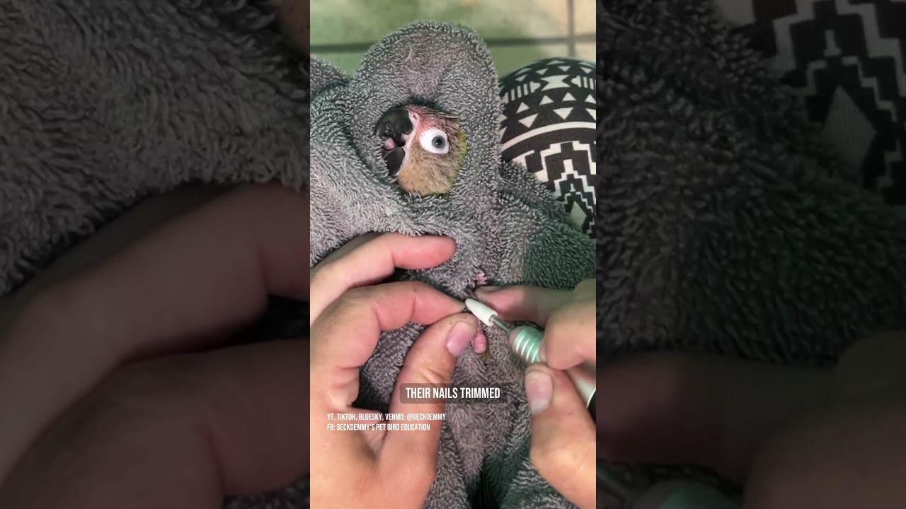 Baby dusky conure's first nail trim - let's make it a good one! #petbirds #parrotnailtrim #conure