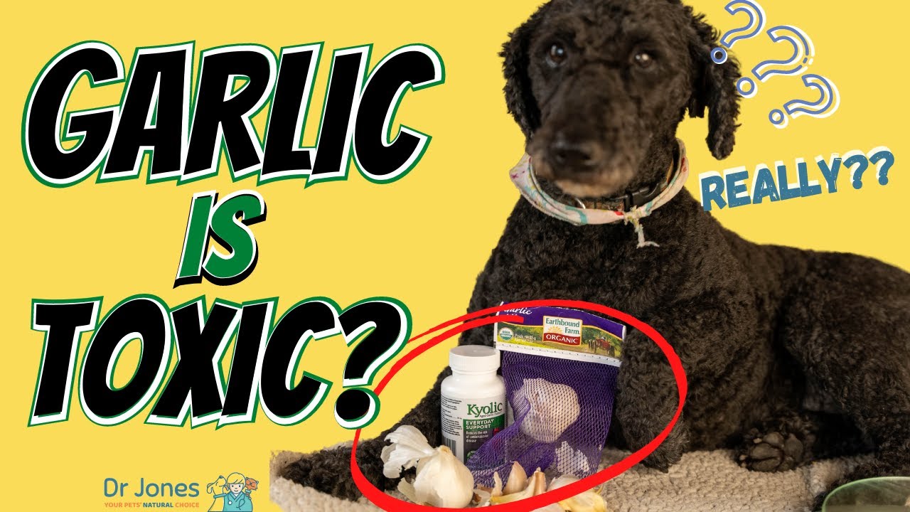 Is Garlic Bad for Dogs? Here’s the Surprising Truth!