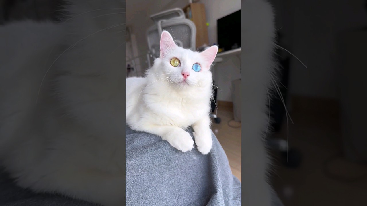 cat Two colour Eyes👀🐈#youtubeshorts #cats #ytshorts #viral