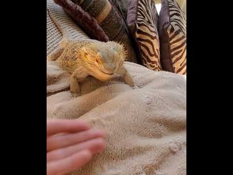 Bearded Dragons Eating Blueberries
