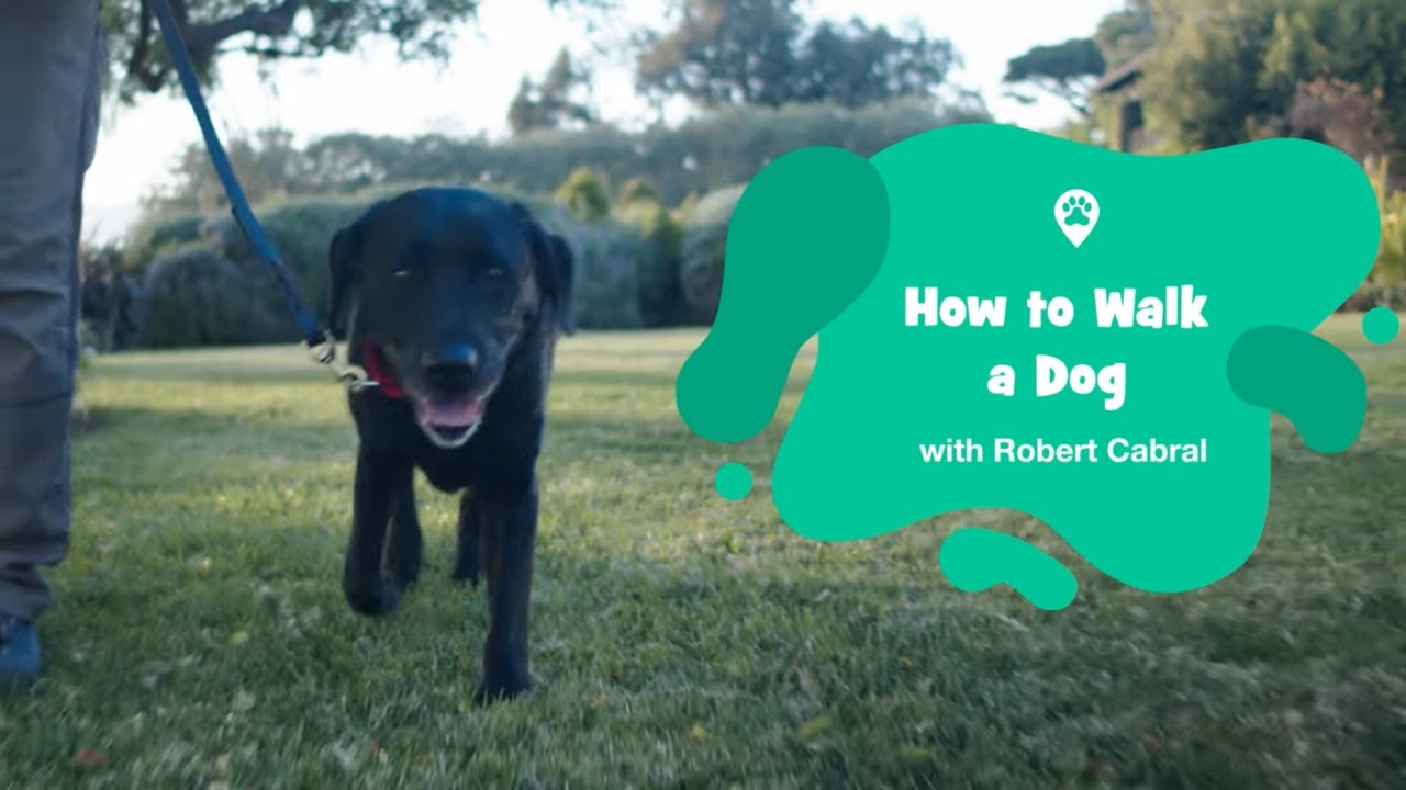 How to Walk a Dog
