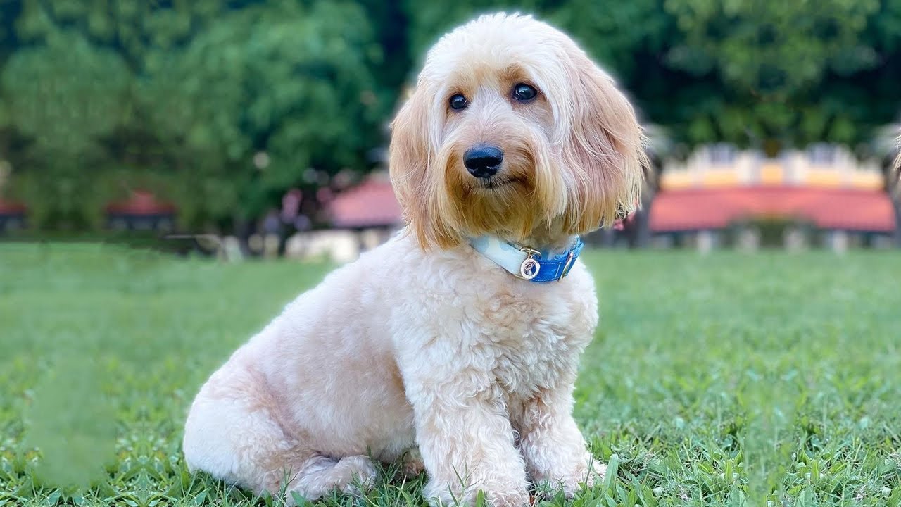 A Lovable Surprise: The Doxiepoo | Dachshund and the Miniature Poodle Mix
