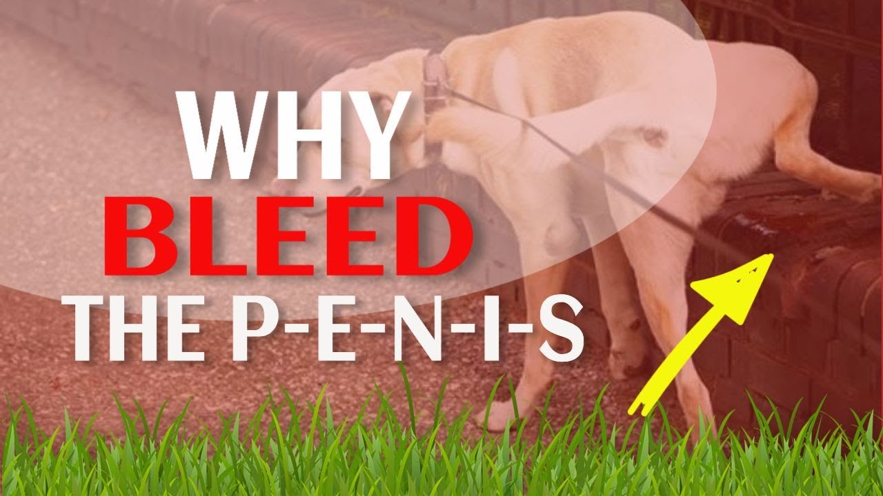 👨‍⚕️¿WHY Does Your DOG Bleed From THE P-E-N-I-S?