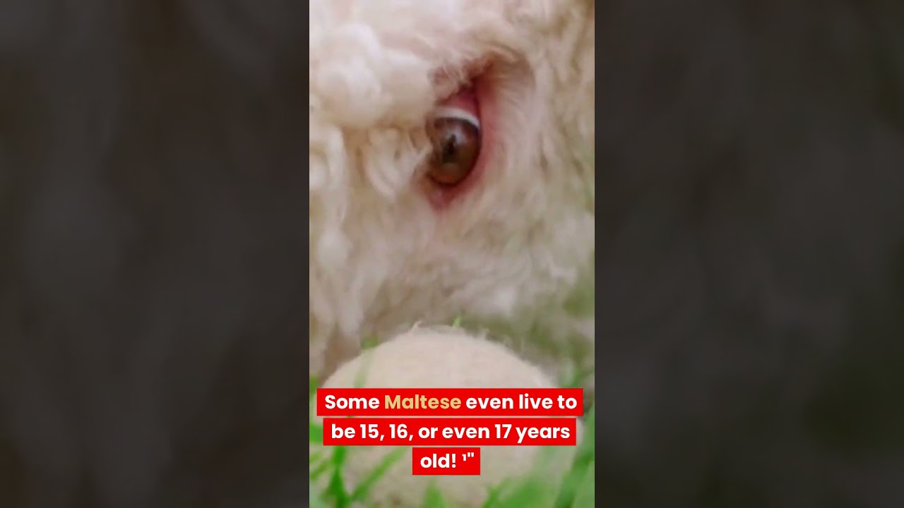 How long do Maltese live?