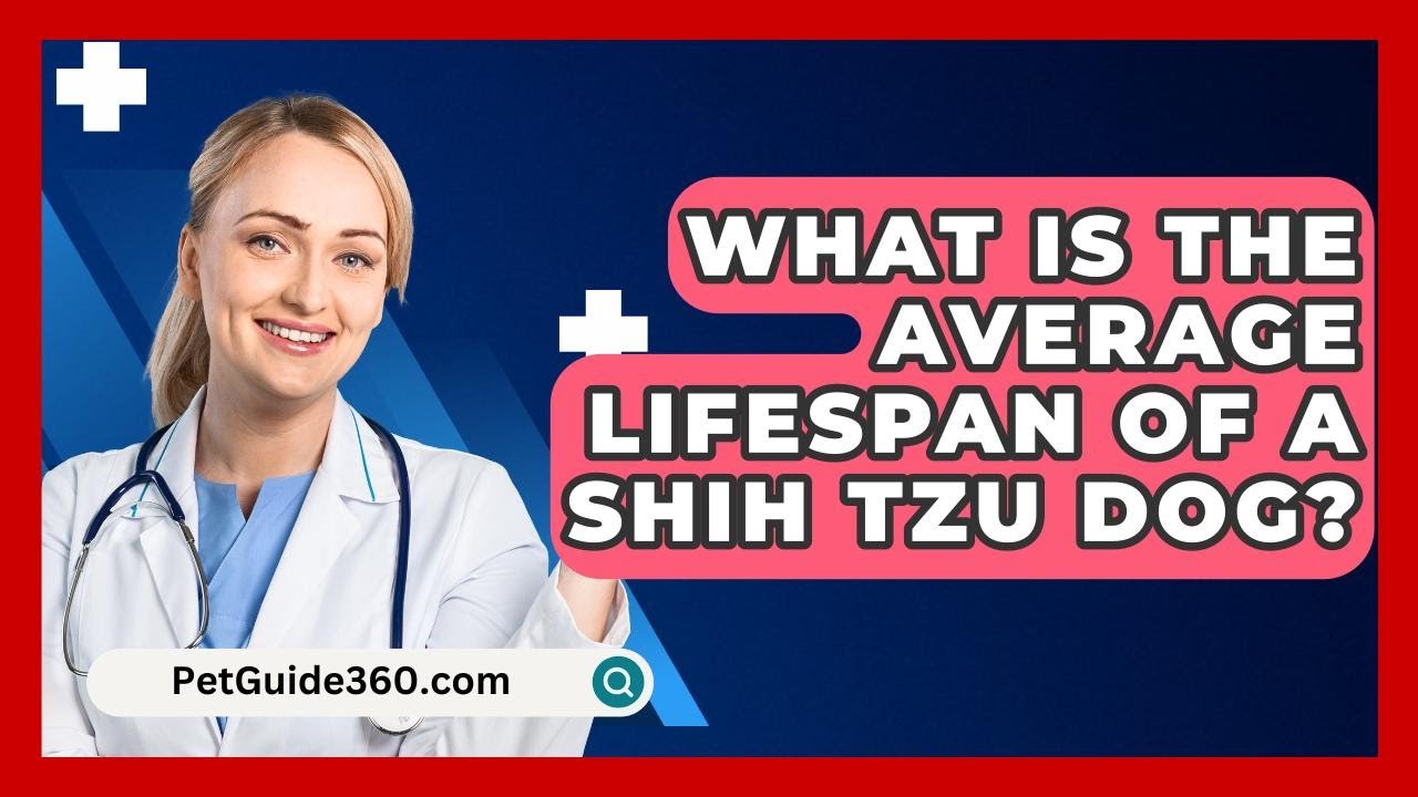 What Is The Average Lifespan Of A Shih Tzu Dog? - PetGuide360.com