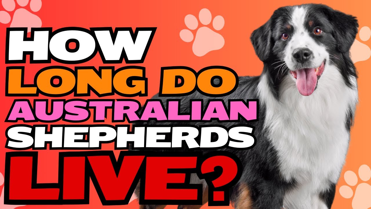 How Long Do Australian Shepherds Live? 🐕⏳ | Lifespan & Health Tips