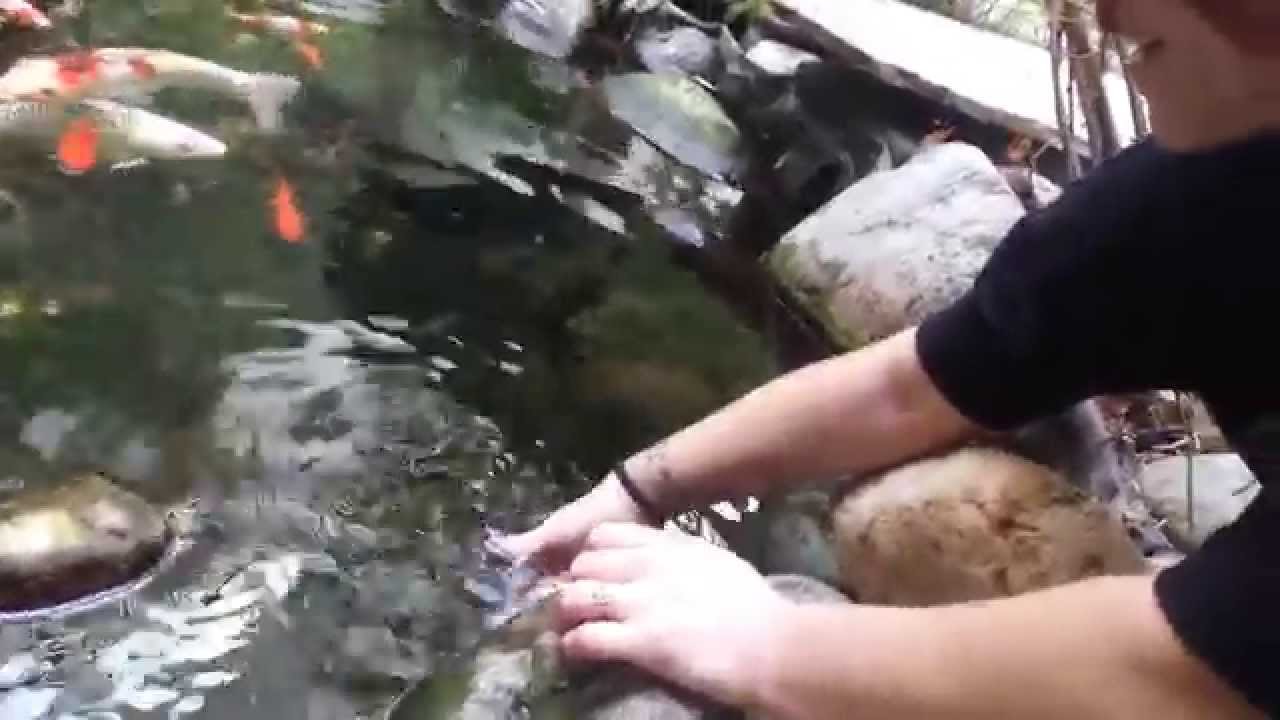 Freckles the Friendly Fish. He loves belly rub and 2 B tossed in air.