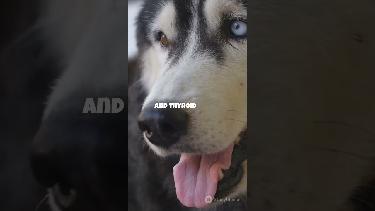 Siberian Husky Health & Life Expectancy