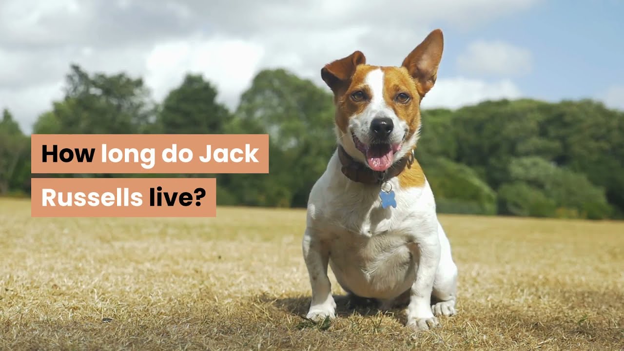 How long do Jack Russells live?