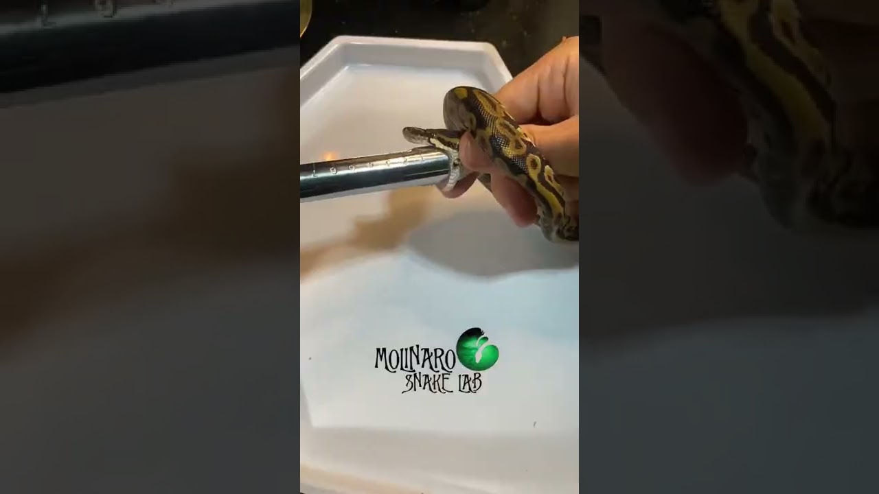 🐍 Forcefeeding isn’t ideal but it can save the snake!🧪 #shorts #python #piton #sawa #Königspython