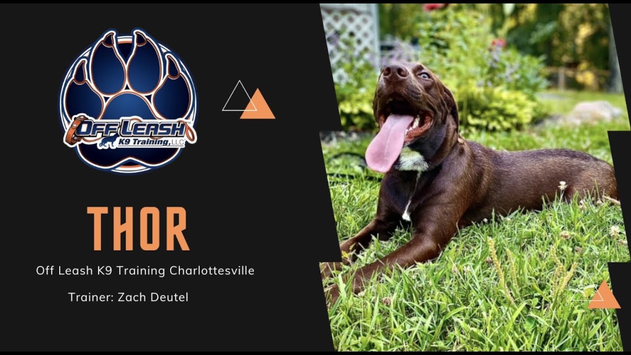 Lab/Blood Hound Mix "Thor" | Trainer Zach Deutel