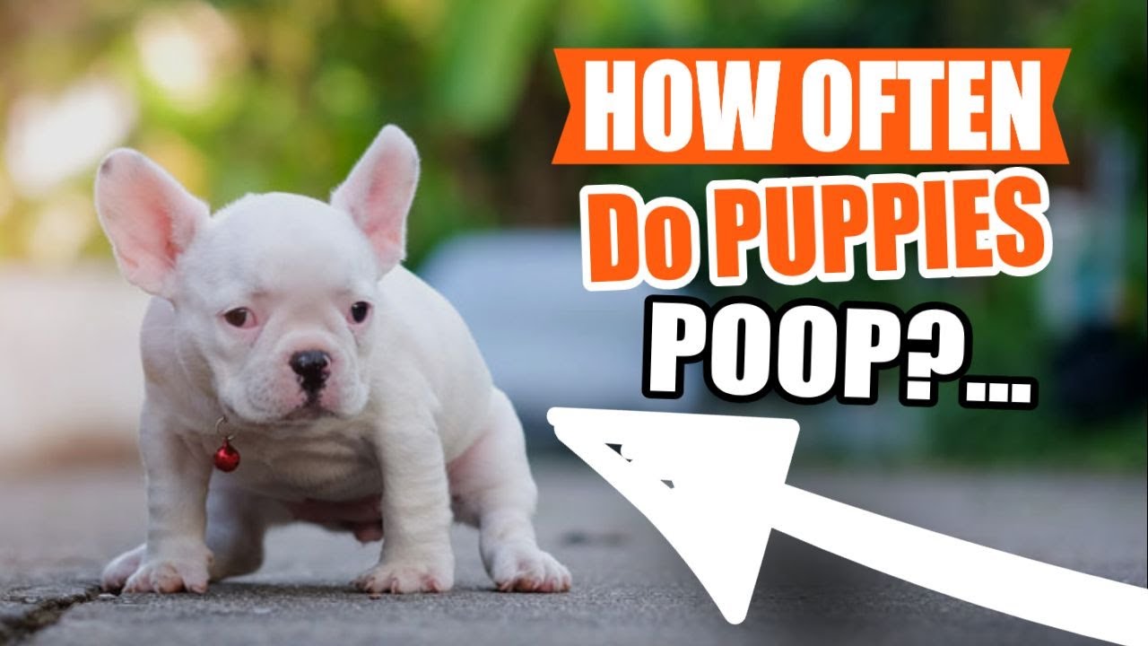 ¿How OFTEN do PUPPIES POOP?🐶💩