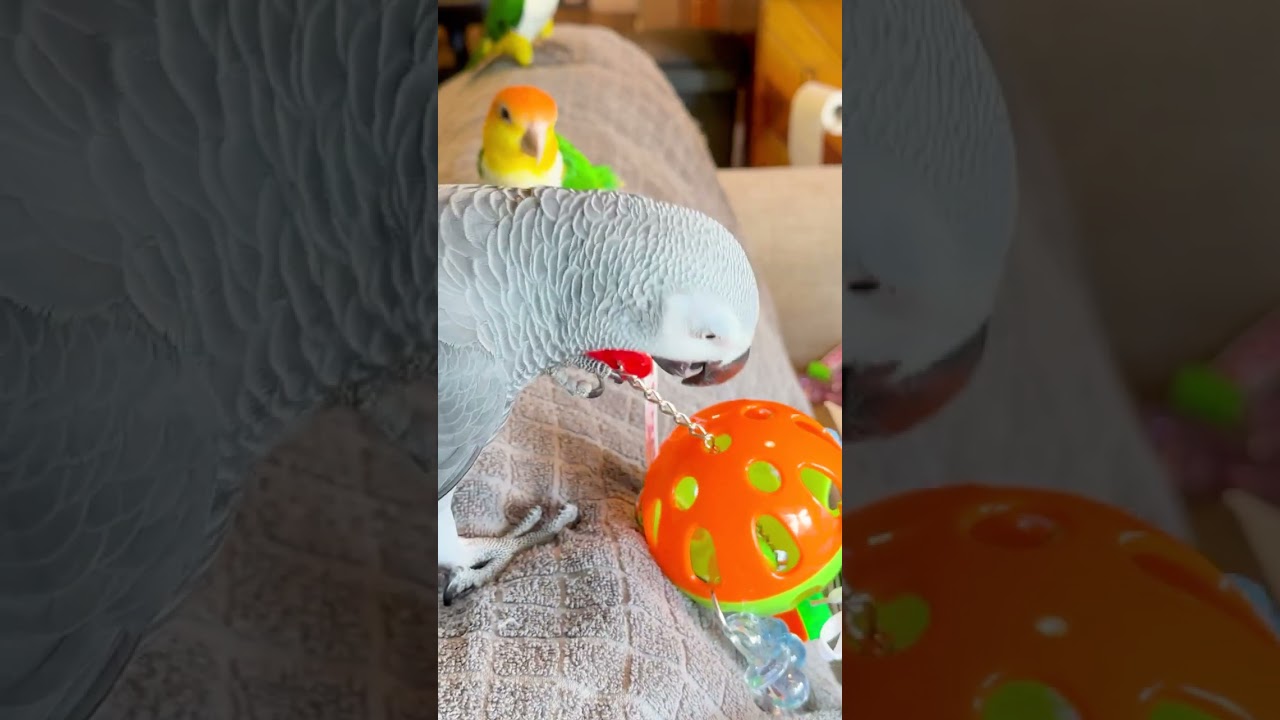 Unboxing Bird Toy Haul