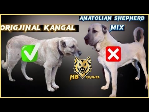 Original Kangal vs Mix Anatolian Shepherd | The Differences