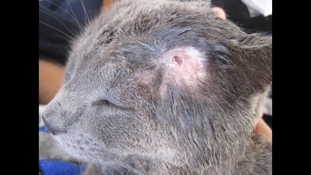 How to treat a cat abscess bite at home
