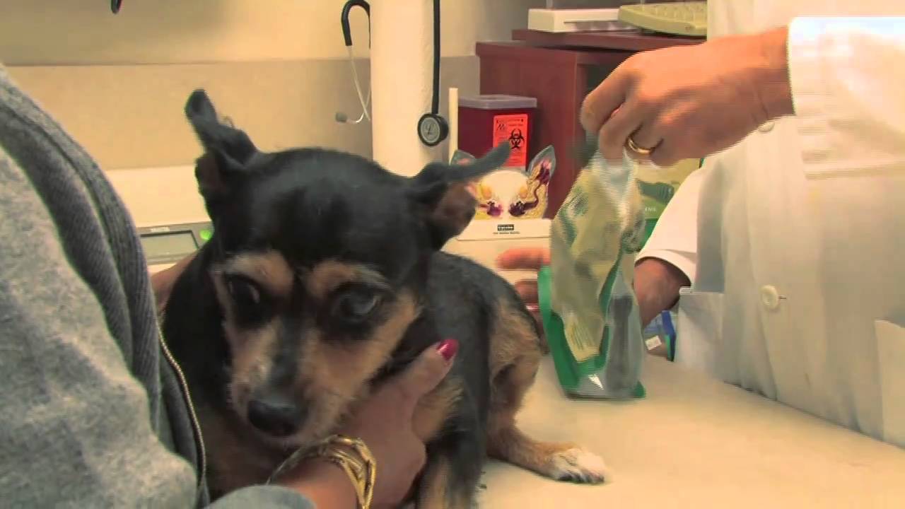 Choosing a Dental Treat Wisely